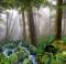 Grosh Backdrops Forest Panel 1 is used in productions of Into the Woods, Beauty and the Beast, Lion King, and Brigadoon